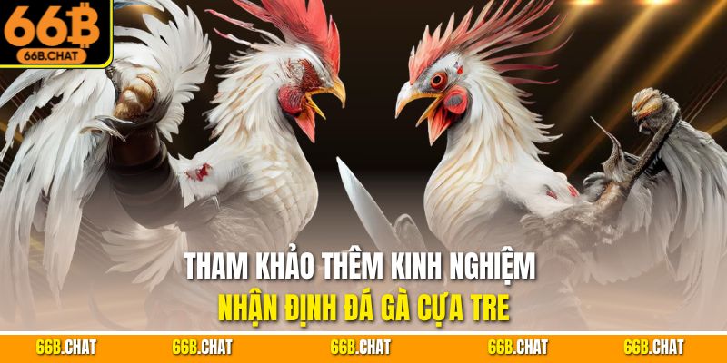 Tham khảo thêm kinh nghiệm nhận định đá gà cựa tre
